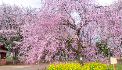 🏞️ 코가네이 공원(코가네이 코엔) 이미지 2
